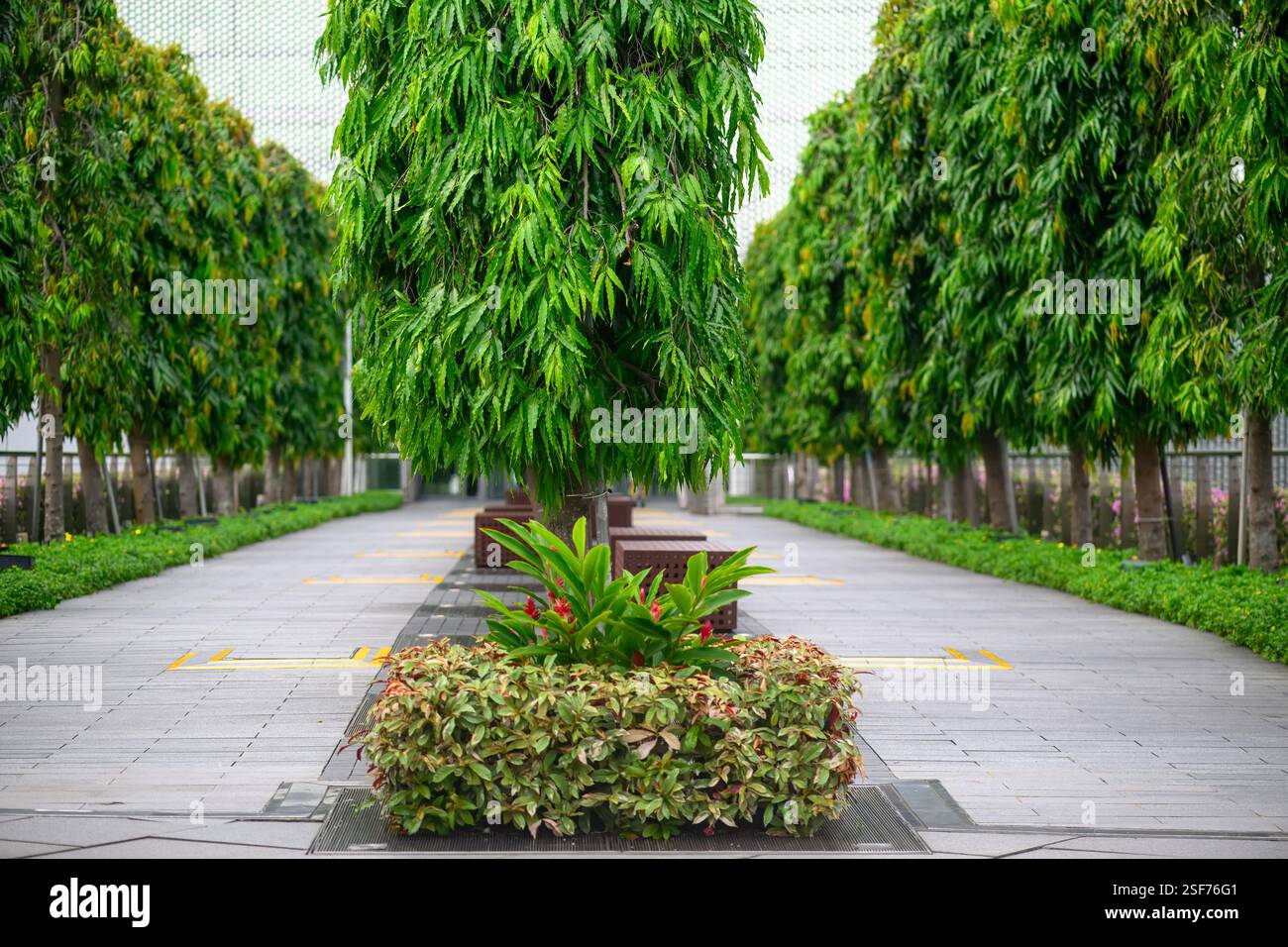 Passerella per Gardens by the Bay, Singapore, dal centro commerciale Marina Bay Sands Shoppes, passeggiata per la destinazione turistica, paesaggio tropicale dal design urbano Foto Stock