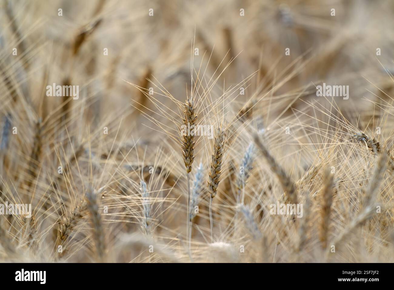 Coltivazione del grano, dettaglio ravvicinato macro, produzione alimentare agricola agricola Foto Stock