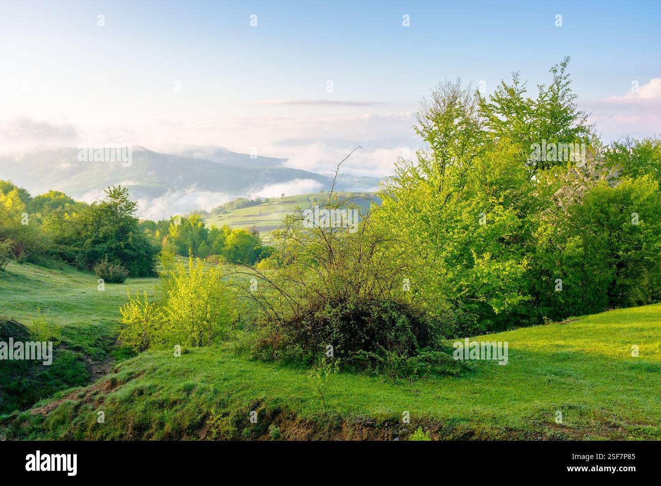 paesaggio montano con nebbia e nuvole. ambiente ecologico. boschi decidui sulla collina erbosa. mattina di sole in primavera. splendido panorama con la valle Foto Stock paesaggio montano con nebbia e nuvole. ambiente ecologico. boschi decidui sulla collina erbosa. mattina di sole in primavera. splendido panorama con la valle Foto Stock