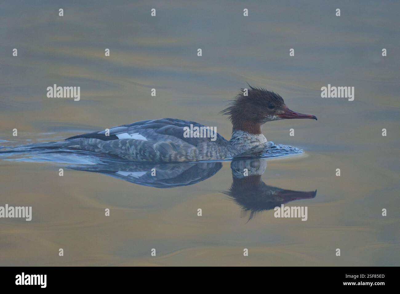 Femmina di Goosander (Mergus merganser), Reddish vale Country Park, Greater Manchester, Regno Unito. Ottobre Foto Stock
