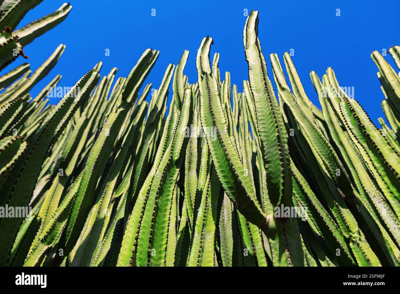 Vista di un gruppo di alti cactus verdi contro un cielo azzurro. I cactus hanno lunghi steli nervati con spine lungo i bordi, creando un effetto co impressionante Foto Stock