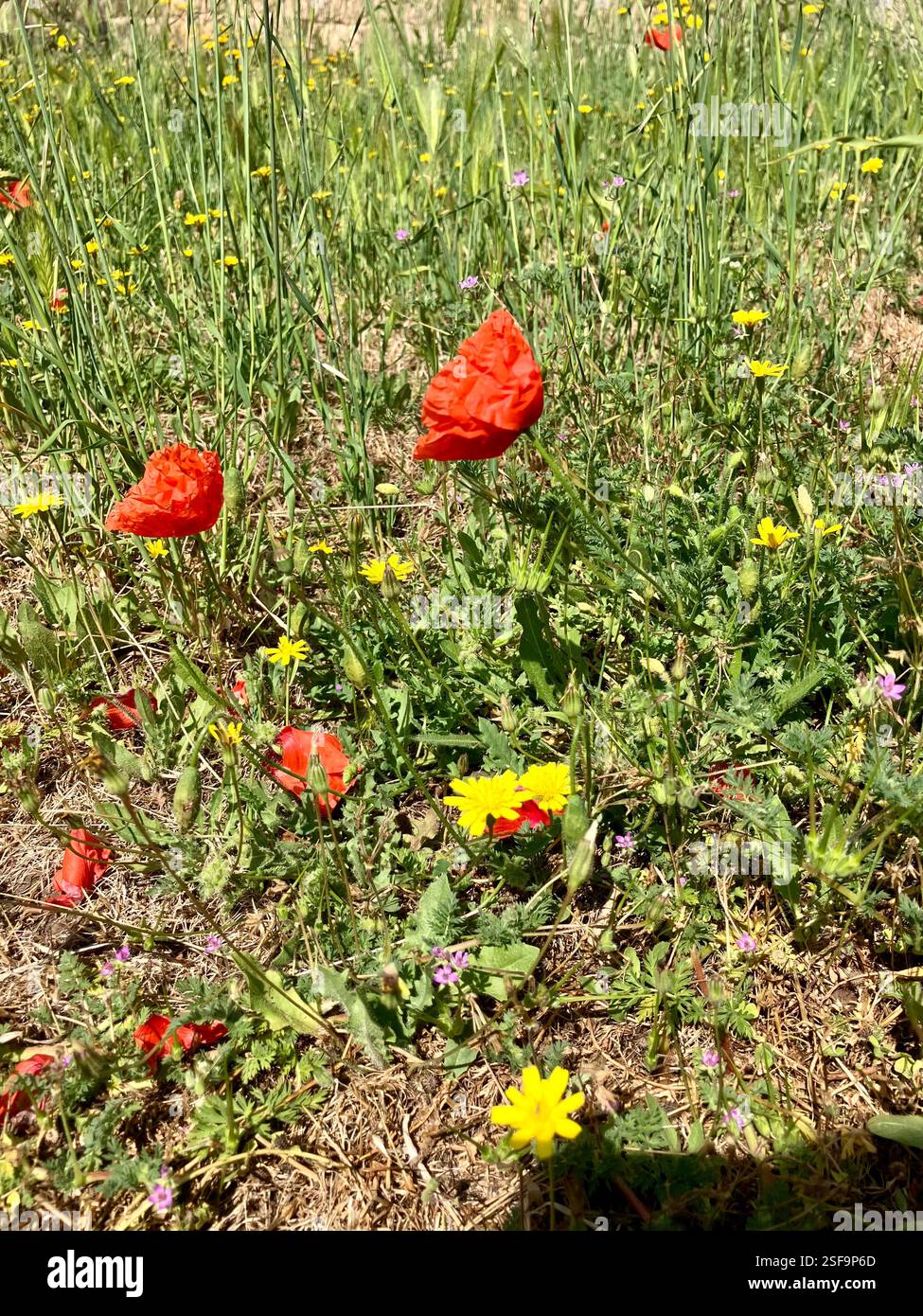 Papaveri e fiori selvatici, Spagna - Immagine stock catturata con smartphone