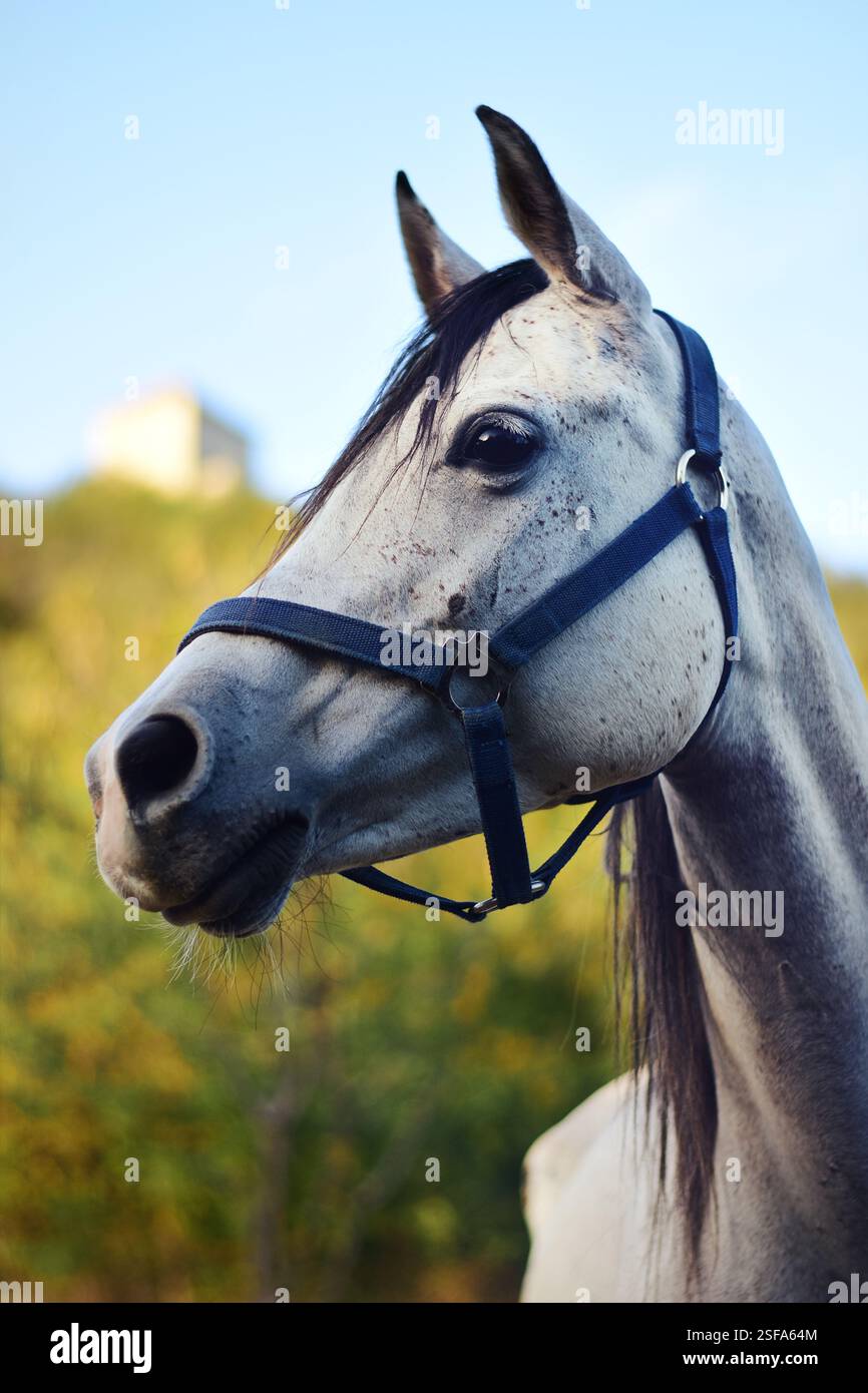Ritratto ravvicinato di un giovane fiero cavallo bianco Foto Stock