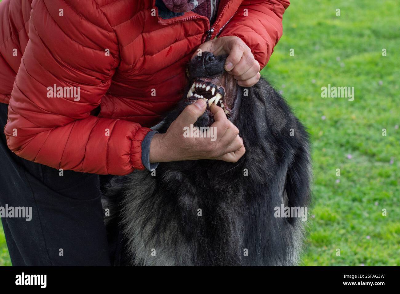 Uomo che controlla i denti del cane, la dentatura, il morso delle forbici di un grande cane da pastore Foto Stock