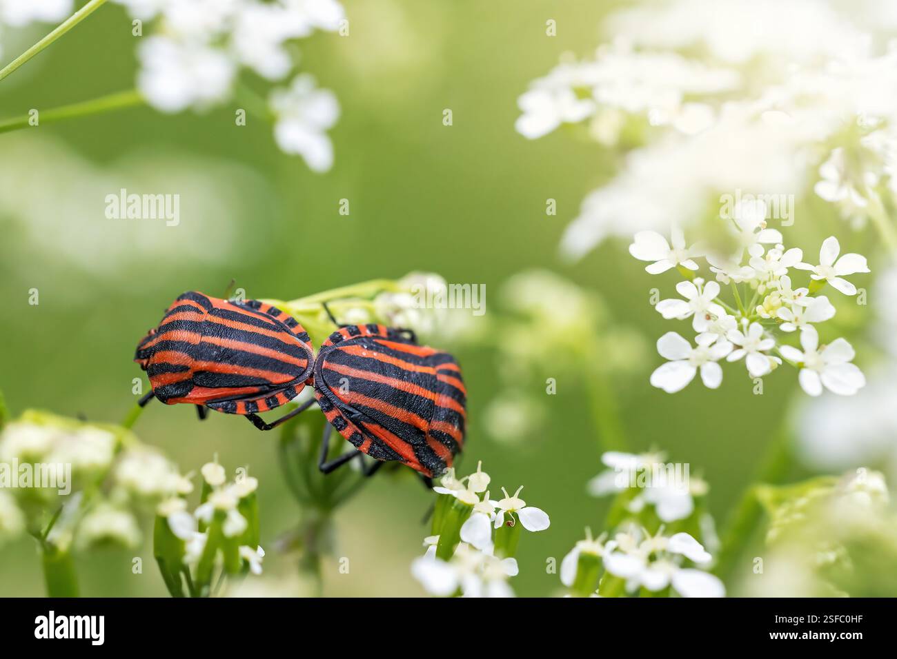 Coppia di accoppiamento di bug striato (Graphosoma lineatum) primo piano. Fiore bianco di cicuta sullo sfondo. Orizzontalmente. Foto Stock