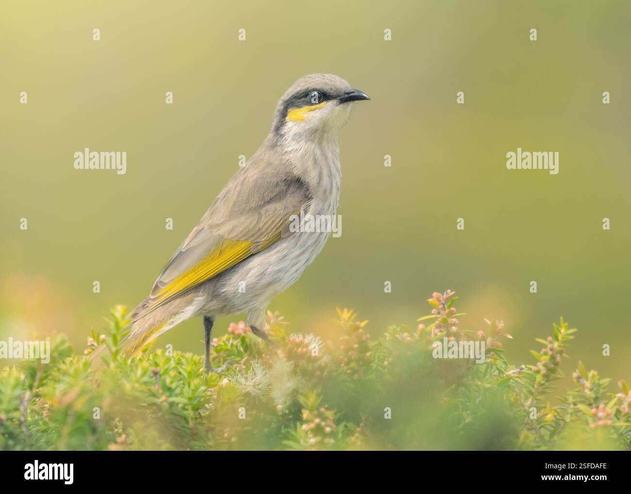 Cantautori selvatici (Lichenostomus virescens) arroccati sulla vegetazione costiera, Australia Foto Stock