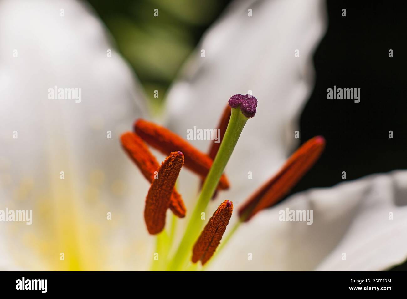 Lily Stamen e polline macro 16166 Foto Stock