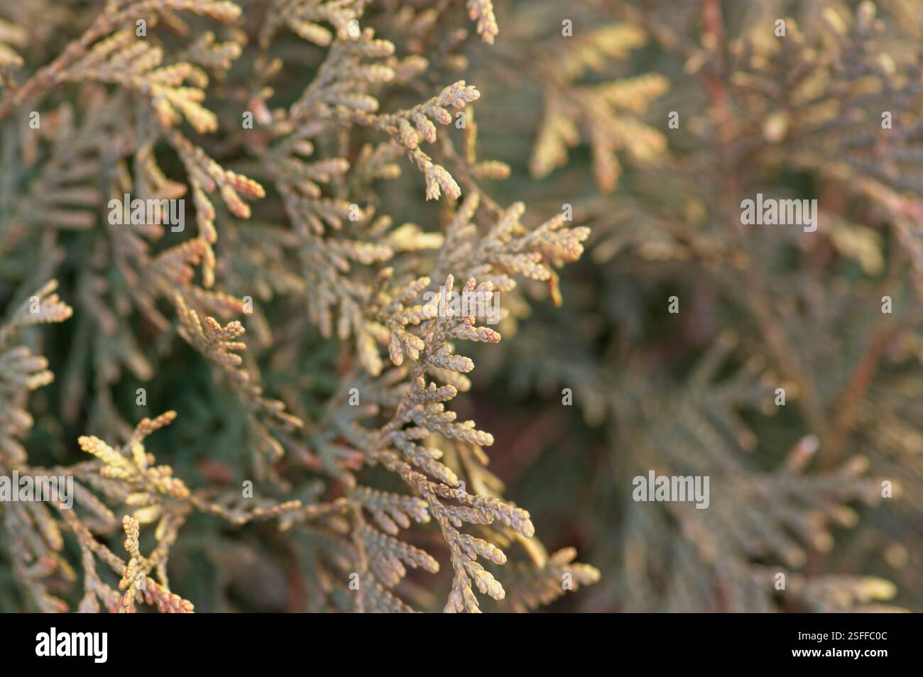Primo piano di una facciata ornamentale di cespugli sempreverdi Foto Stock