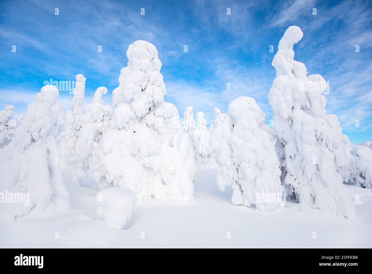Alberi innevati in un paesaggio invernale incontaminato in Finlandia. Gli alberi sono pesantemente ricoperti di neve spessa, creando forme scultoree uniche Foto Stock