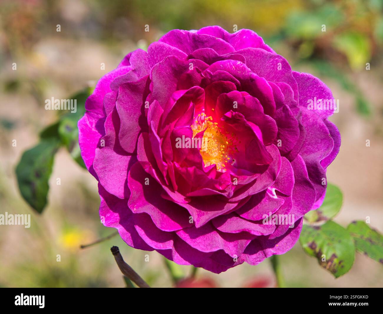 La fioritura rosa viola di una rosa viola Voluptia. Preso dal sole. Foto Stock