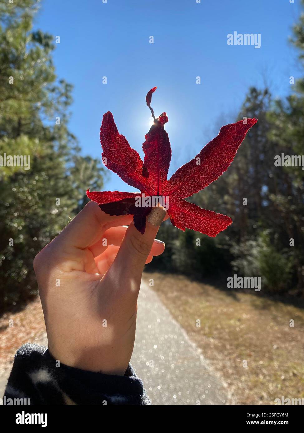 I dettagli intricati di una foglia caduta - Immagine stock catturata con smartphone