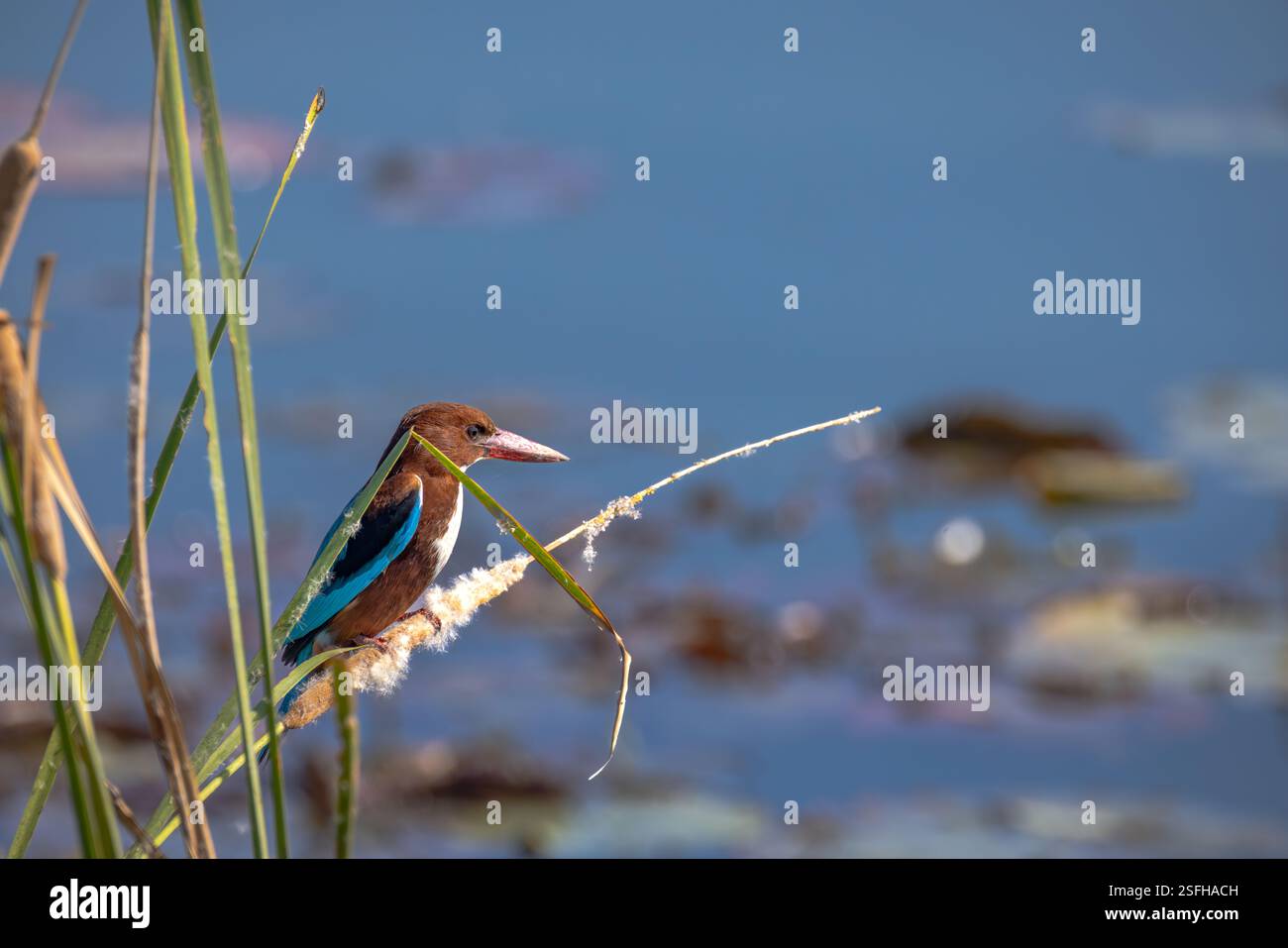 kingfisher è stato arroccato con la lancia Foto Stock