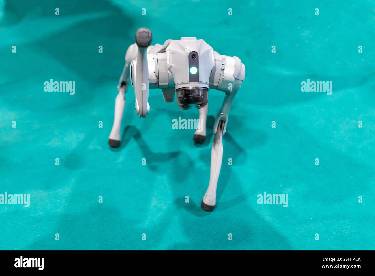 Cane robotico quadruplo grigio con gambe articolate visibili, in piedi su un tappeto color ottanio. Foto Stock