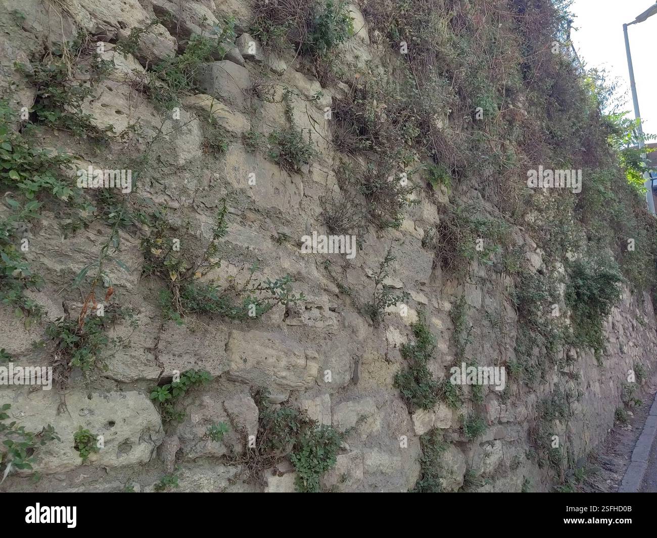Antico muro di pietra con piante selvatiche che crescono su di esso Foto Stock
