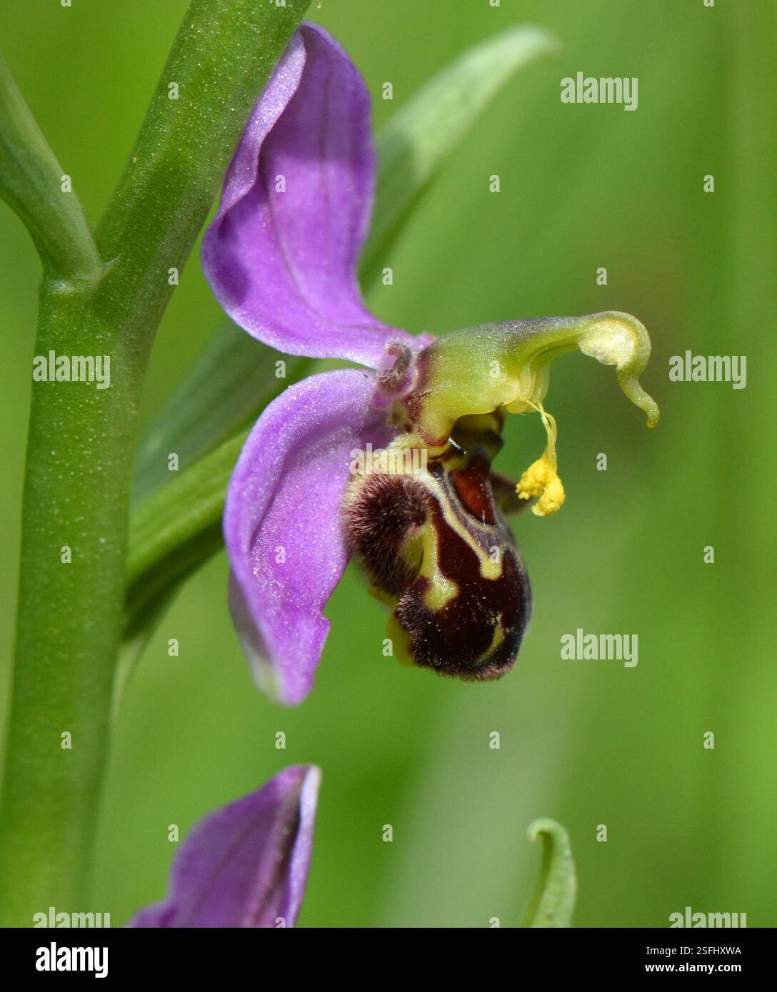 Orchidea delle api (Ophrys apifera) scattata alla riserva naturale di Brockholes, Lancashire, Regno Unito il 7 giugno 2017. Foto Stock