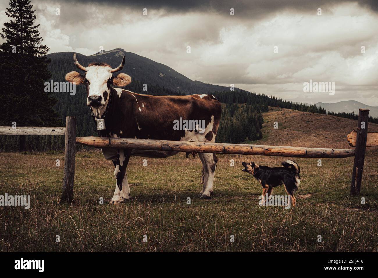 Una mucca sta pazientemente in piedi mentre un cane vivace sembra desideroso di giocare. Foto Stock