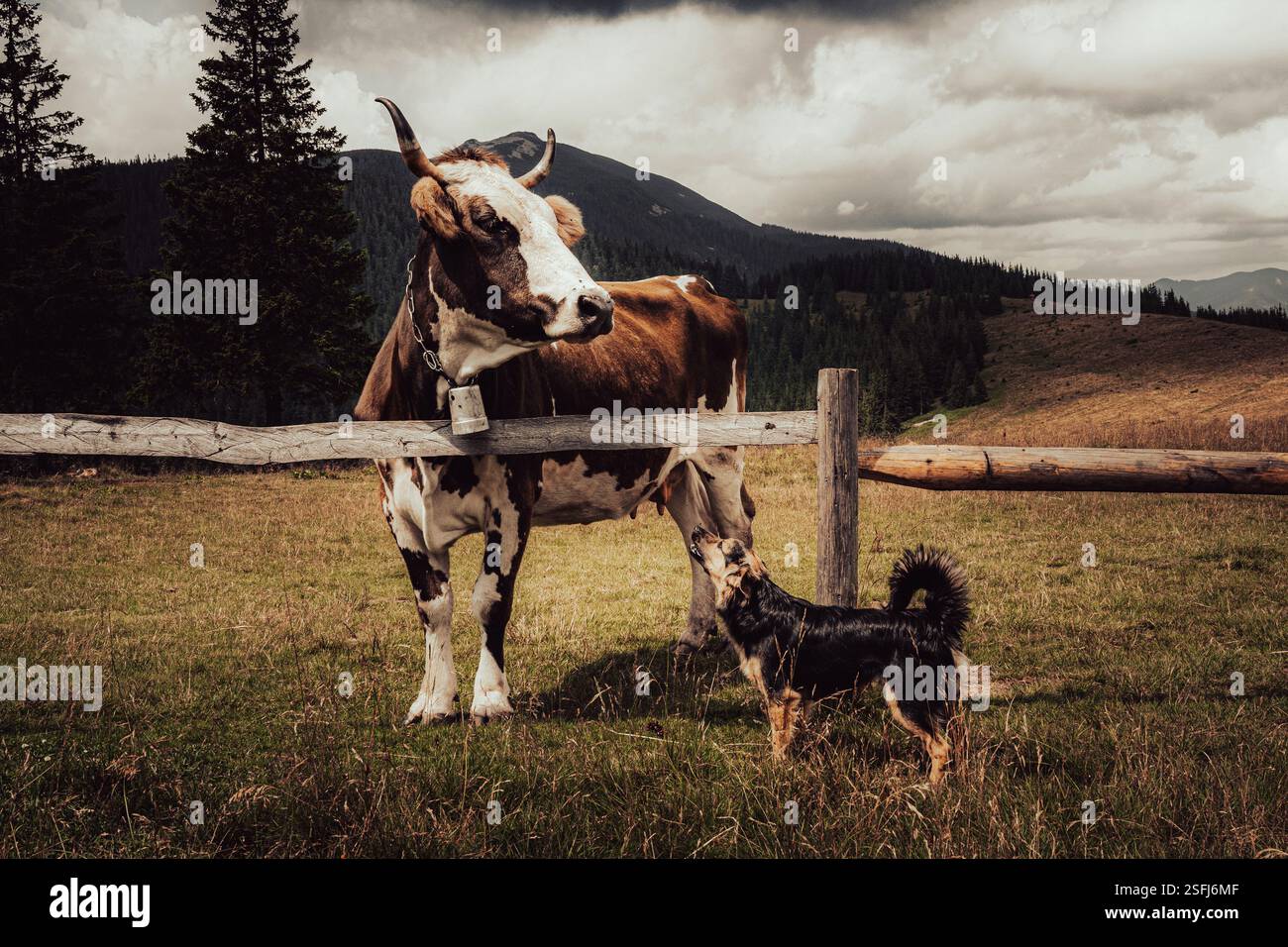 Una mucca sta pazientemente in piedi mentre un cane vivace sembra desideroso di giocare. Foto Stock