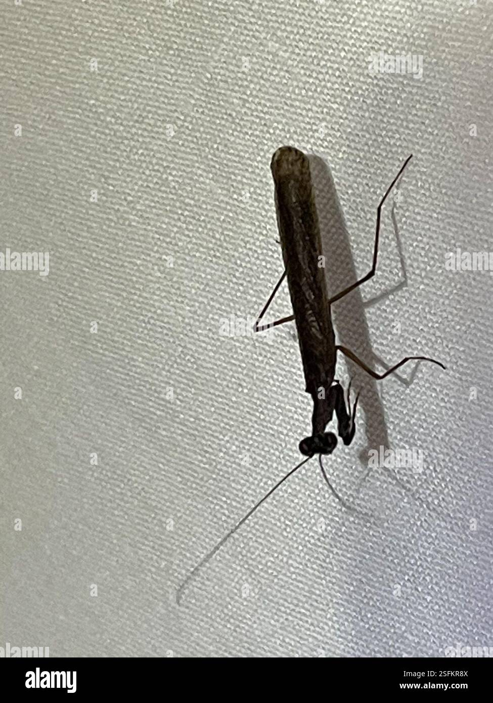 Pygmy Ground Mantises (Bolbe), Insecta, Dharawal National Park, Wedderburn, NSW, U.S. Foto Stock