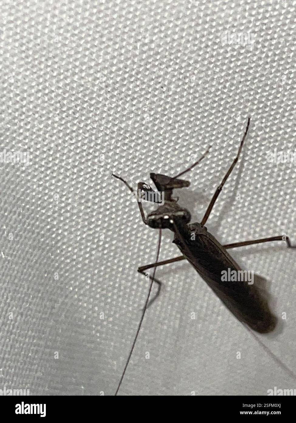 Pygmy Ground Mantises (Bolbe), Insecta, Dharawal National Park, Wedderburn, NSW, U.S. Foto Stock