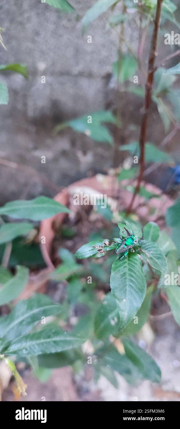 Tipiche api orchidee (Euglossa), Insecta, Barrio de las Flores, 48400 El Tuito, JAL., Messico Foto Stock