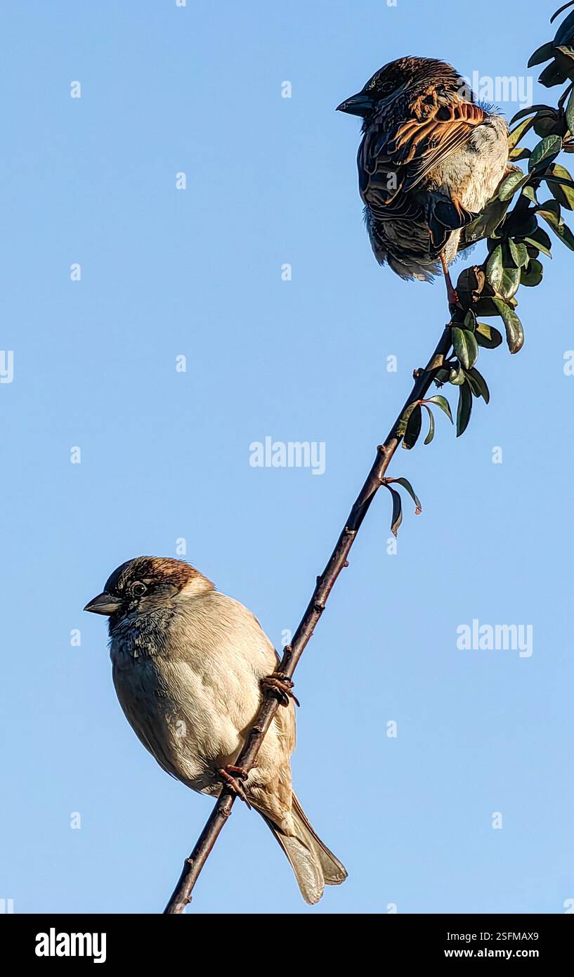 In giro - due passeri su un Twig Foto Stock