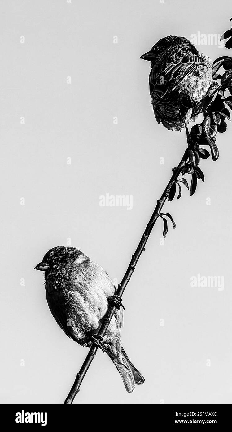 In giro - due passeri su un Twig. Uccelli monocromatici. Foto Stock