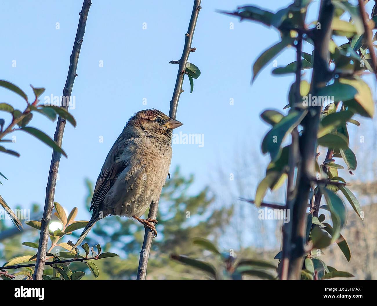 Il Perch di Sparrow – Un momento nella natura Foto Stock