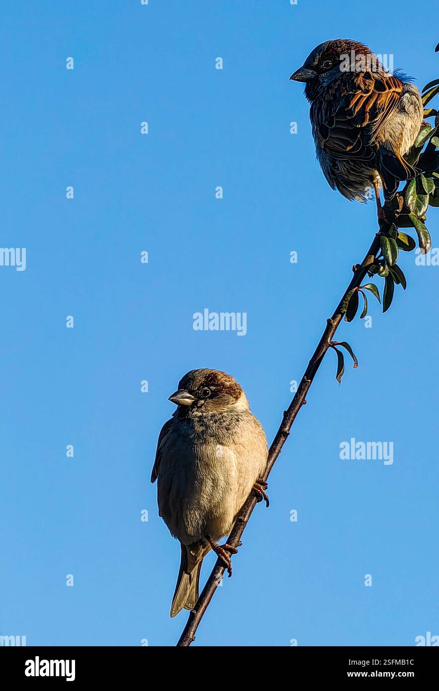 In giro - due passeri su un Twig Foto Stock
