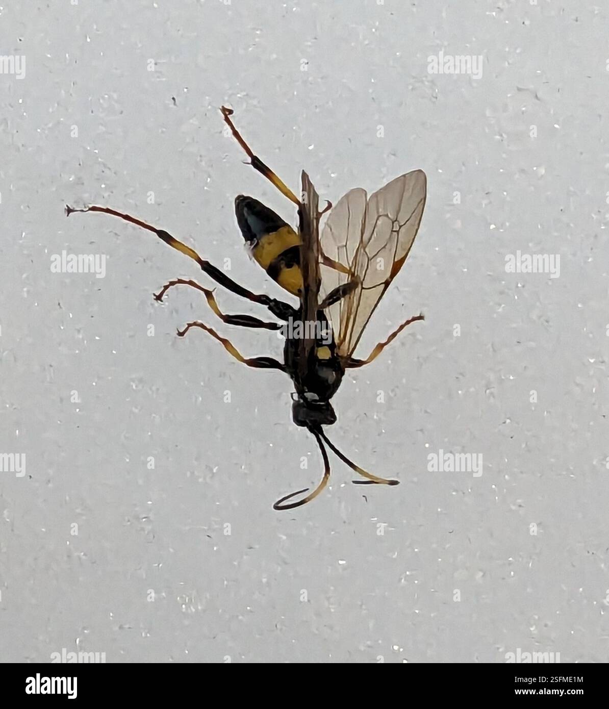 (Ichneumonina), Insecta, Bludenz, Österreich, vivi e sdraiati nella neve. Potrebbe essersi svegliato sul lato più caldo e soleggiato della valle e volato qui. Foto Stock