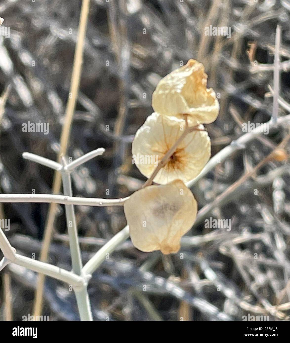 Paperbag Bush (Scutellaria mexicana), Plantae, Joshua Tree National Park, Joshua Tree, CA, US, Paperbag Bush (Scutellaria mexicana) alias Bladder-Sage., Mexican Bladdersage. Arbusto indigeno perenne che cresce fino a 1,5 m di altezza su pendii sabbiosi e ghiaiosi e in aree desertiche, scrub e in habitat di quercia o pinon-ginepro. È densamente ramificato con steli di tomentosi bianchi con punte spine. Le foglie sono opposte e semplici. Si distingue per i lobi calici che si sviluppano in un piccolo sacchetto o guscio simile a una vescica intorno al frutto. Il periodo di massima fioritura è aprile-giugno, ma le borse sono resistenti e Foto Stock