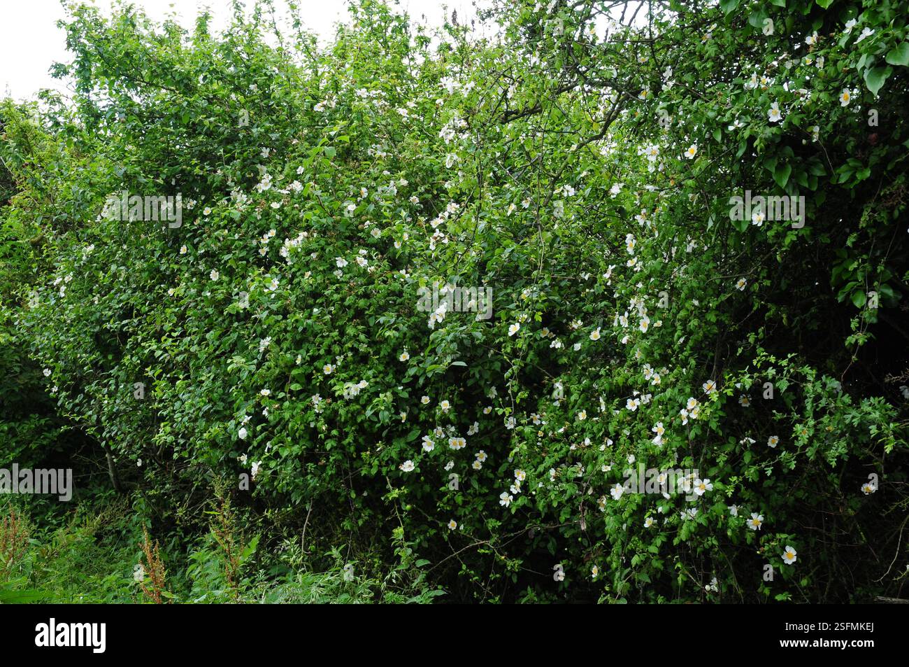 Rose per cani, Rosa Canina, che fioriscono in un riccio. Foto Stock