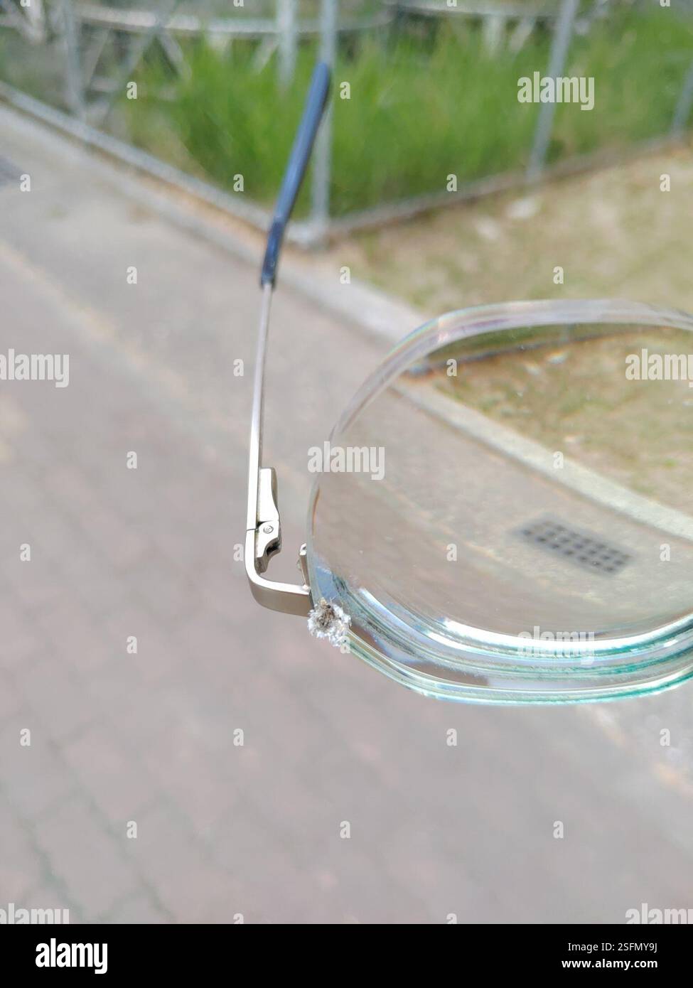 True Bugs, Hoppers, afidi e alleati (Hemiptera), Insecta, 913, Taiwan, 屏東縣萬丹鄉萬全村, insetto che è stato soffiato sui miei occhiali. Sembrava essere ricoperto di materiale simile al cotone. Foto Stock