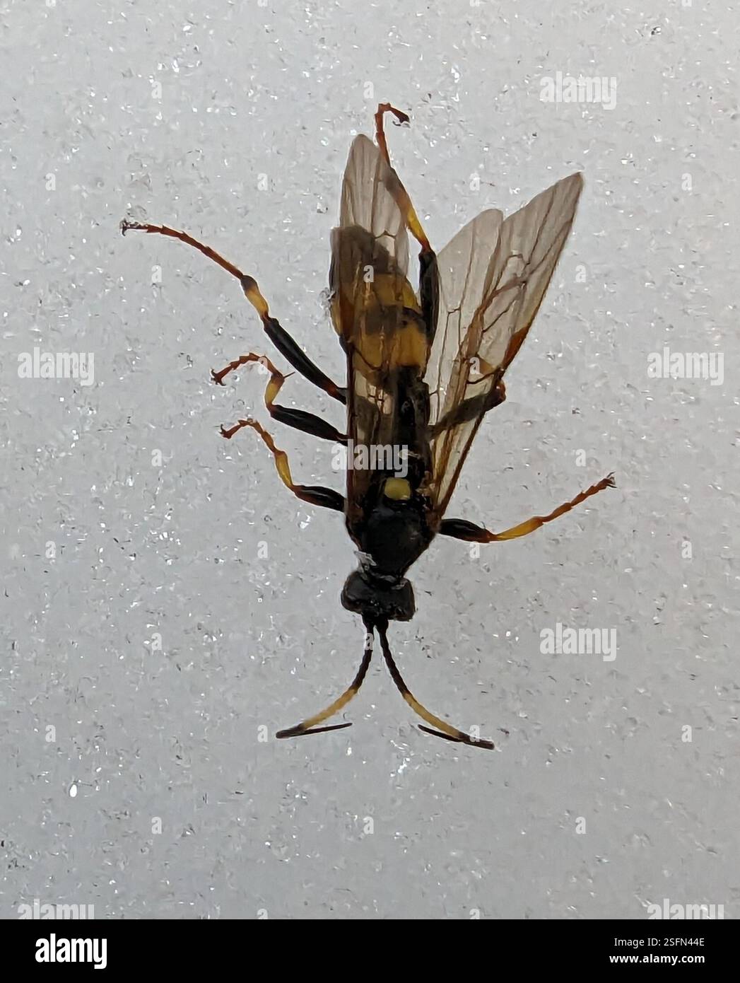 (Ichneumonina), Insecta, Bludenz, Österreich, vivi e sdraiati nella neve. Potrebbe essersi svegliato sul lato più caldo e soleggiato della valle e volato qui. Foto Stock