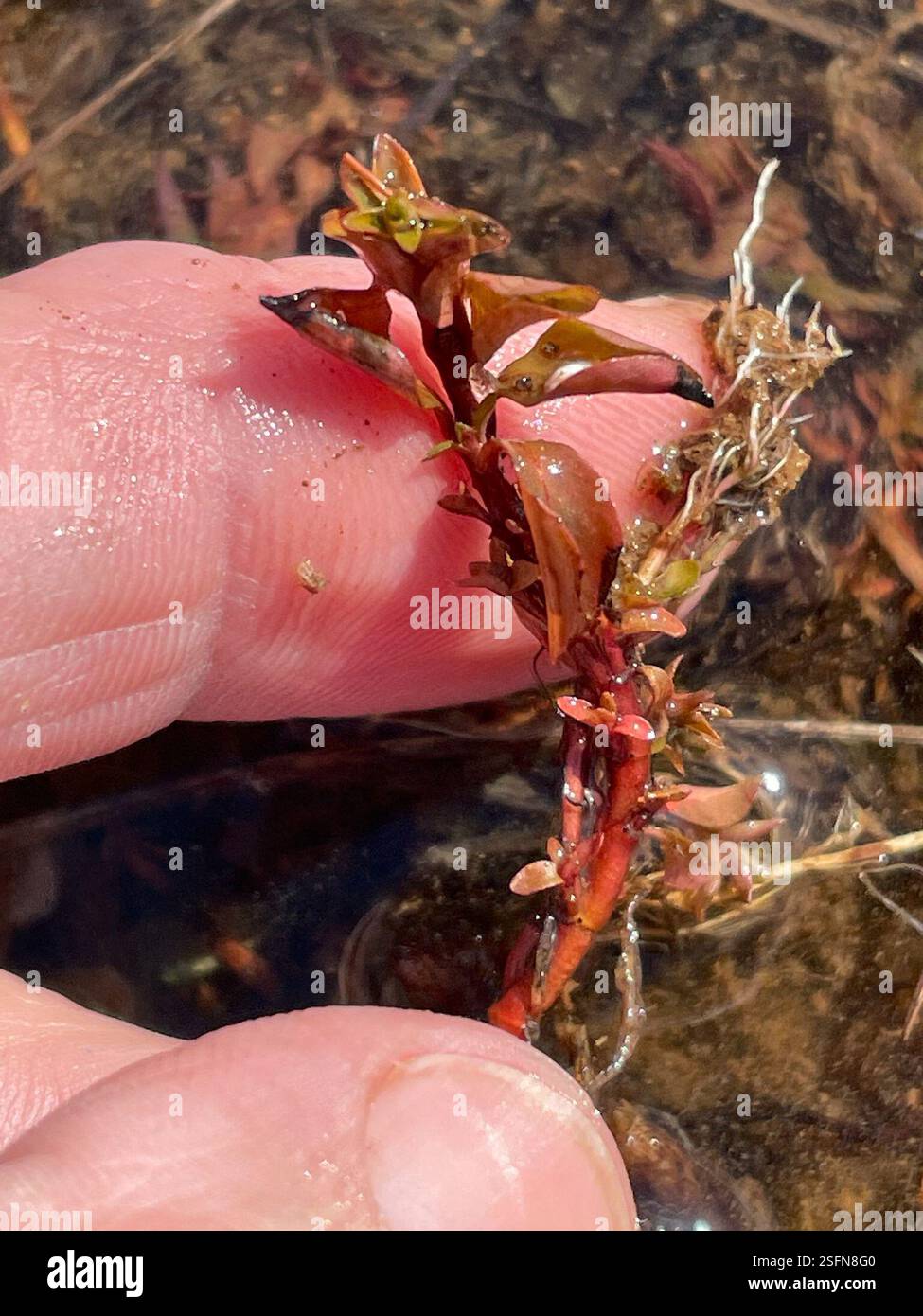 Primrose-Willows (Ludwigia), Plantae, North Carolina, Stati Uniti, non sono affatto sicuro di questo documento suggerito, ma sarà facile da trovare quando lo cercherò più tardi. Ho intenzione di tornare su questo sito tra diverse settimane per vedere cosa posso vedere… Foto Stock