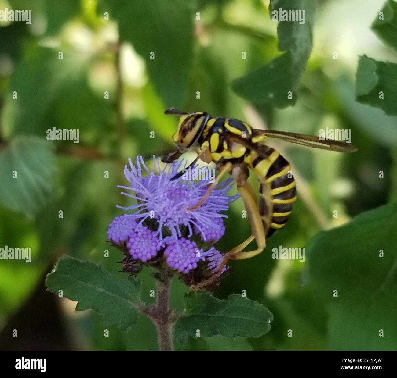 Eastern Hornet Fly (Spilomyia longicornis), Insecta, Dallas, Texas, Stati Uniti Foto Stock