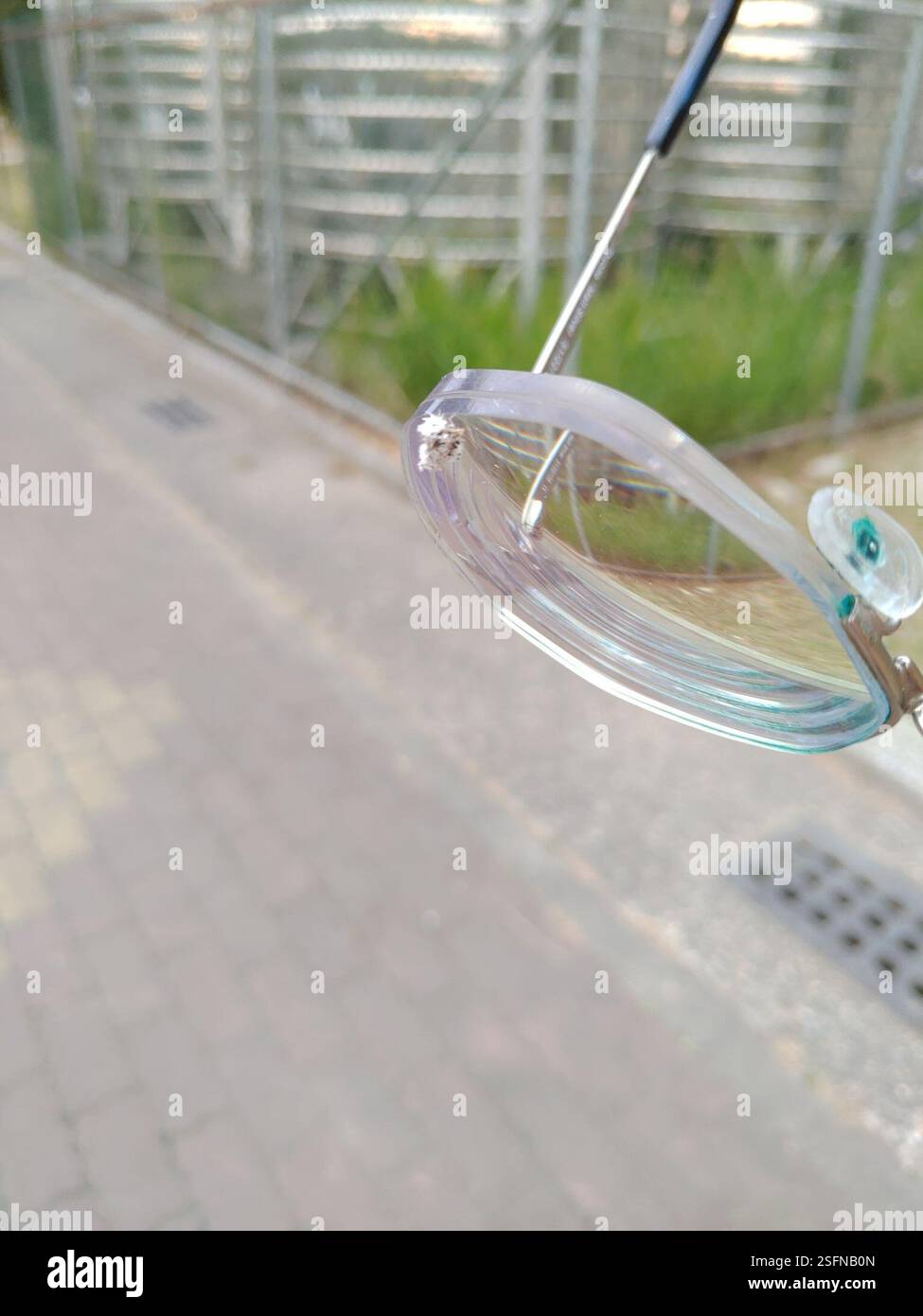 True Bugs, Hoppers, afidi e alleati (Hemiptera), Insecta, 913, Taiwan, 屏東縣萬丹鄉萬全村, insetto che è stato soffiato sui miei occhiali. Sembrava essere ricoperto di materiale simile al cotone. Foto Stock