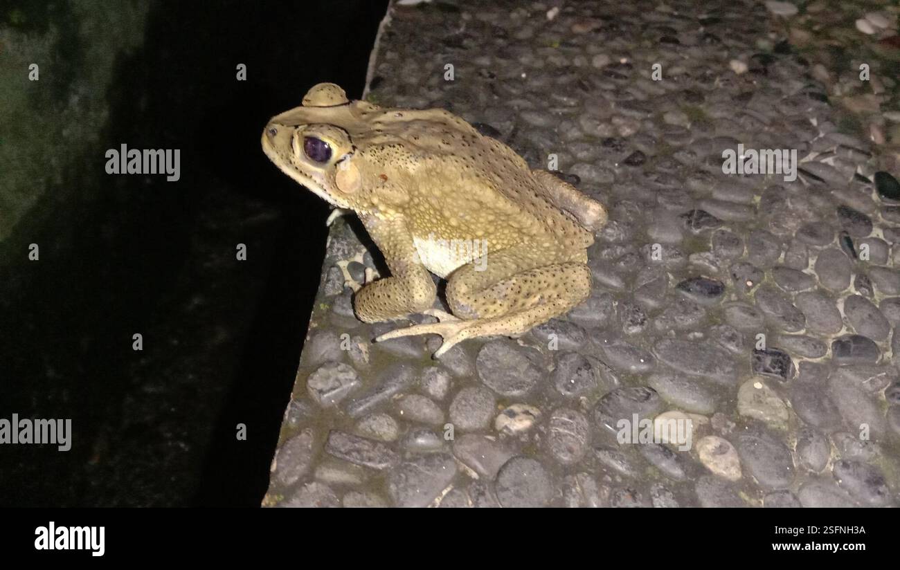 Rospo comune asiatico (Duttaphrynus melanostictus), Amphibia, X93V+3QP, Sekaran, Gunung Pati, Semarang City, Giava centrale 50229, Indonesia Foto Stock