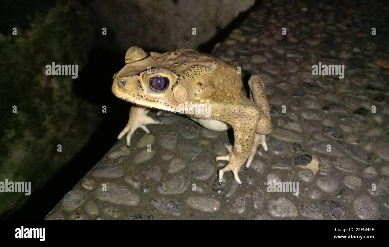 Rospo comune asiatico (Duttaphrynus melanostictus), Amphibia, X93V+3QP, Sekaran, Gunung Pati, Semarang City, Giava centrale 50229, Indonesia Foto Stock