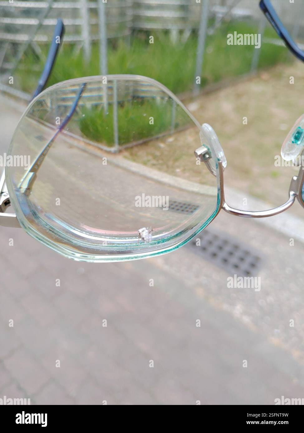 True Bugs, Hoppers, afidi e alleati (Hemiptera), Insecta, 913, Taiwan, 屏東縣萬丹鄉萬全村, insetto che è stato soffiato sui miei occhiali. Sembrava essere ricoperto di materiale simile al cotone. Foto Stock