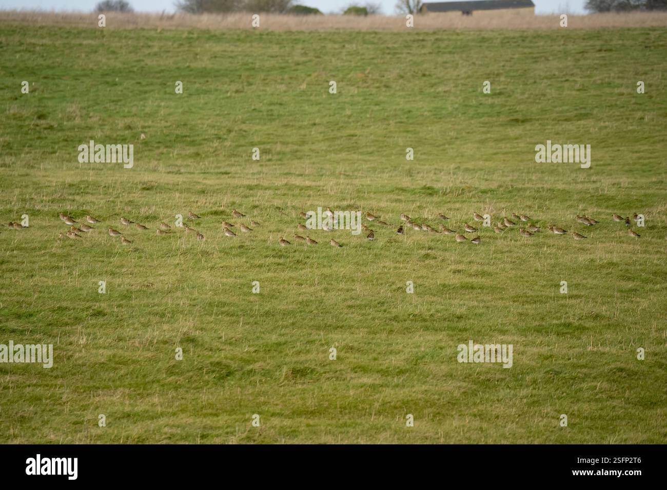 Un gregge di centinaia di Plover d'oro (Pluvialis dominica) su un prato erboso Foto Stock