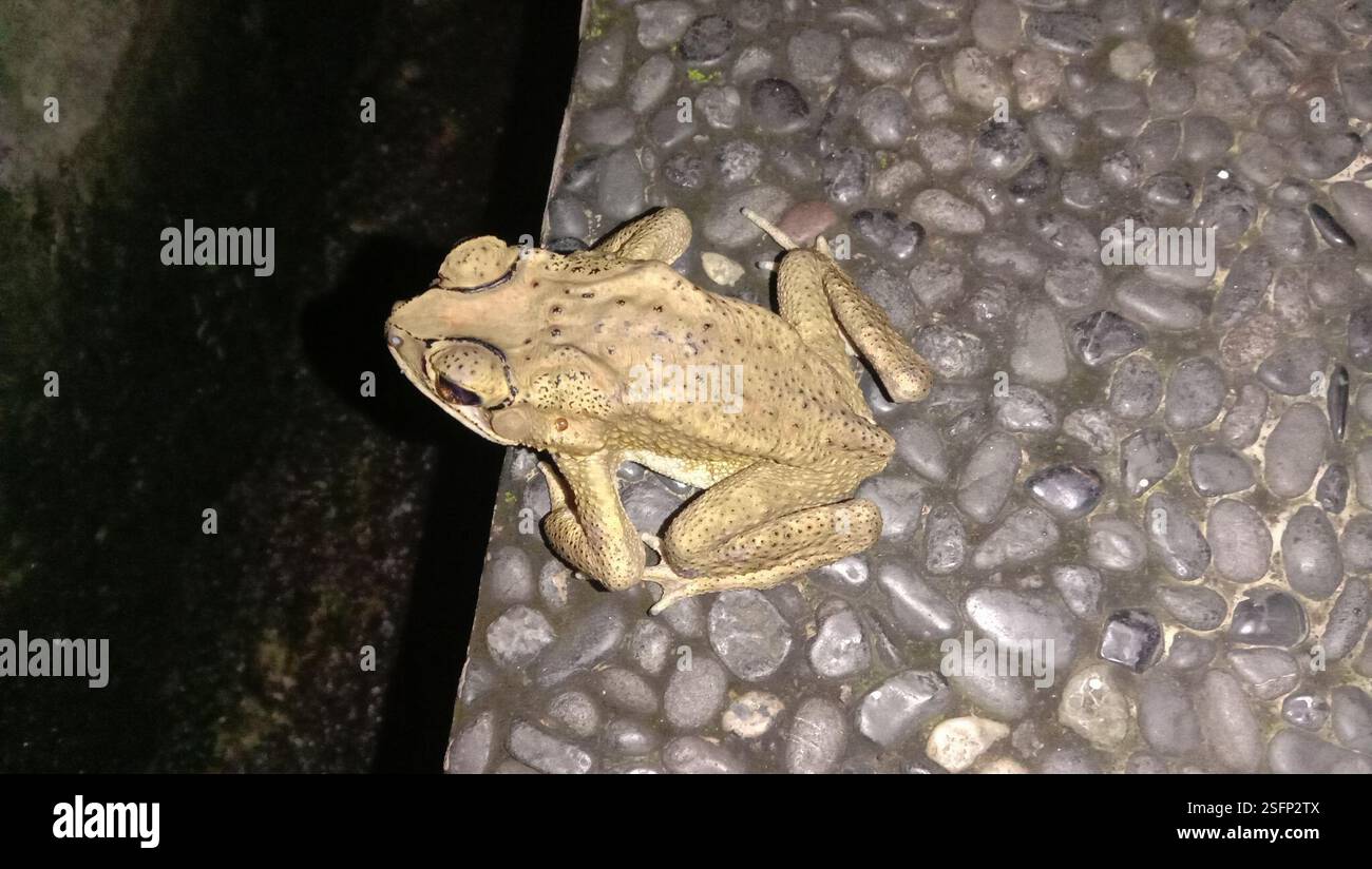 Rospo comune asiatico (Duttaphrynus melanostictus), Amphibia, X93V+3QP, Sekaran, Gunung Pati, Semarang City, Giava centrale 50229, Indonesia Foto Stock