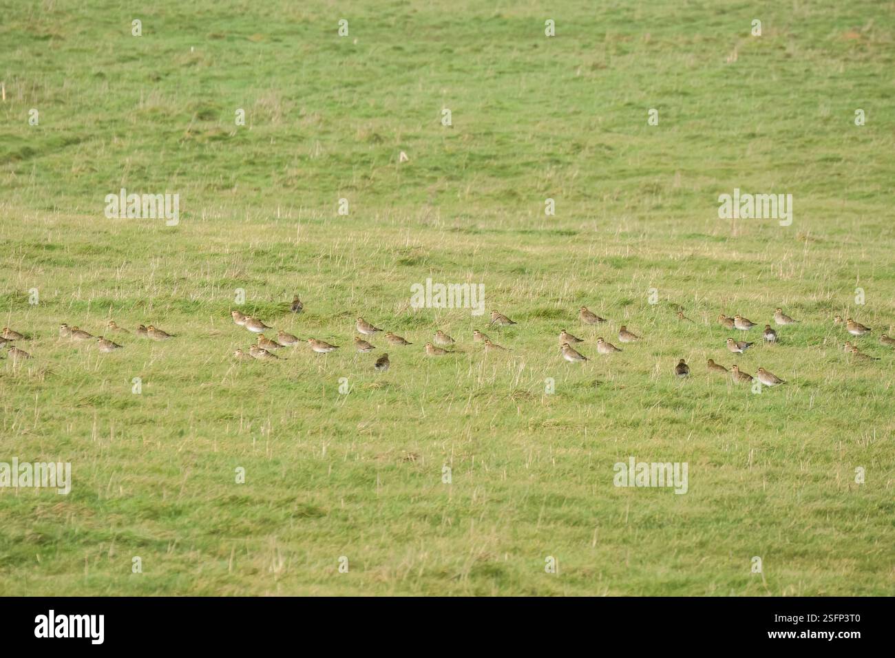 Un gregge di centinaia di Plover d'oro (Pluvialis dominica) su un prato erboso Foto Stock