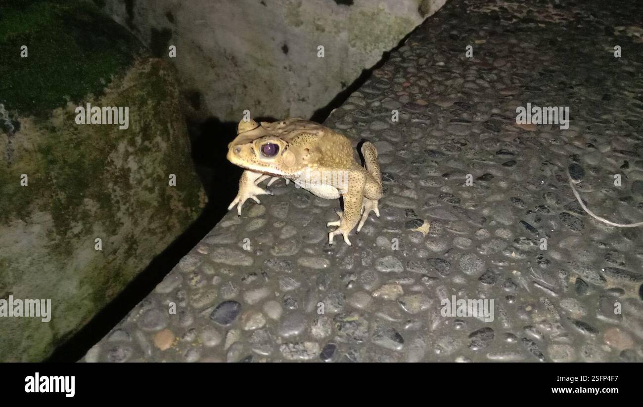 Rospo comune asiatico (Duttaphrynus melanostictus), Amphibia, X93V+3QP, Sekaran, Gunung Pati, Semarang City, Giava centrale 50229, Indonesia Foto Stock