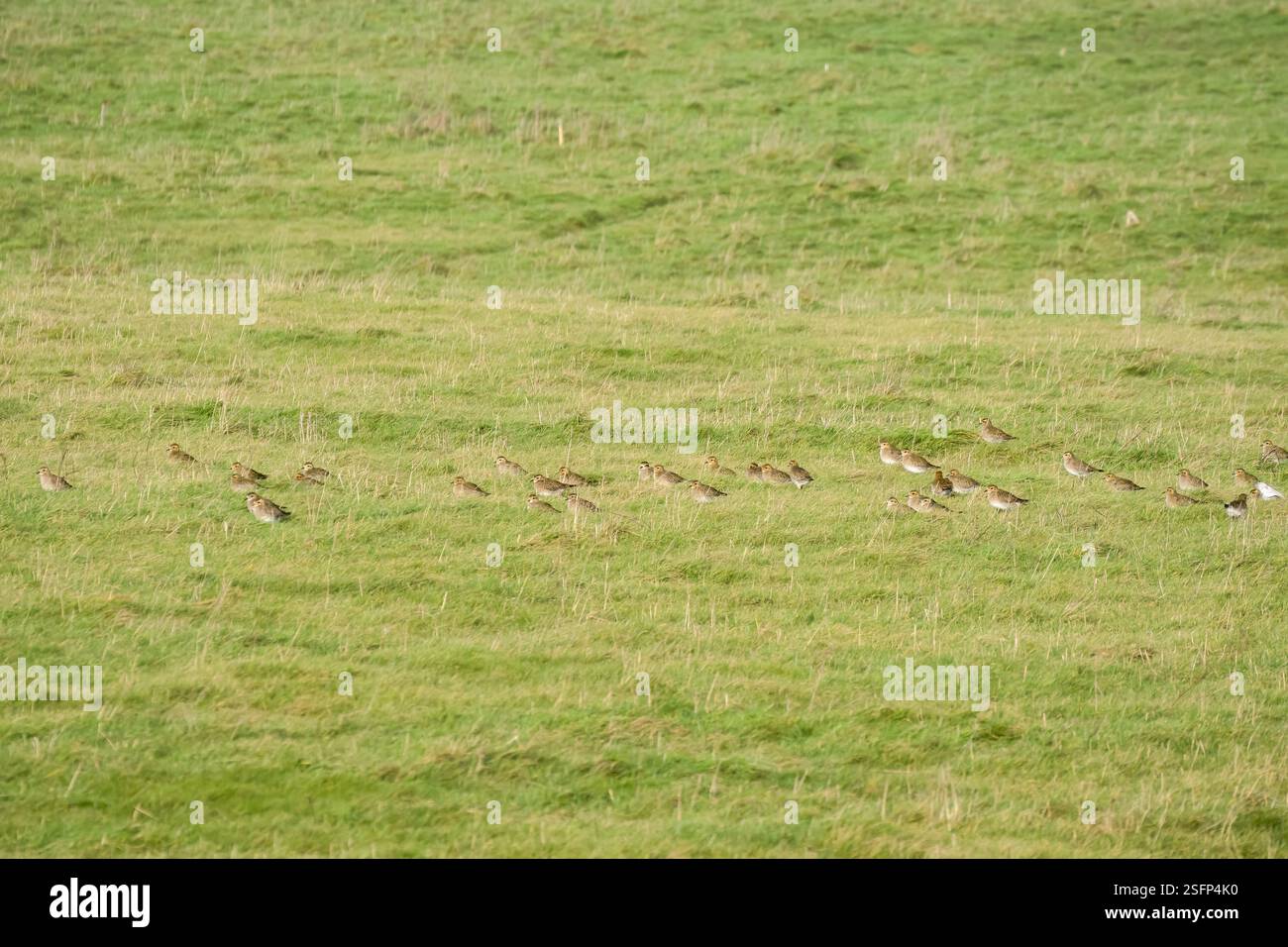 Un gregge di centinaia di Plover d'oro (Pluvialis dominica) su un prato erboso Foto Stock