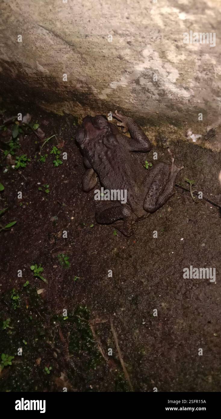Rospo comune asiatico (Duttaphrynus melanostictus), Amphibia, X93V+3QP, Sekaran, Gunung Pati, Semarang City, Giava centrale 50229, Indonesia Foto Stock