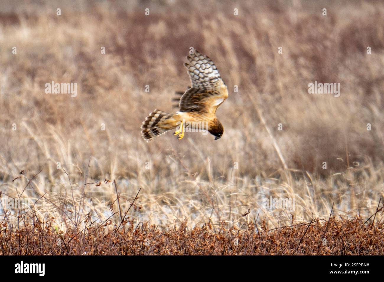 Northern Harrier (Circus hudsonius), Aves, Lake Texoma, Sadler, Texas, NOI Foto Stock