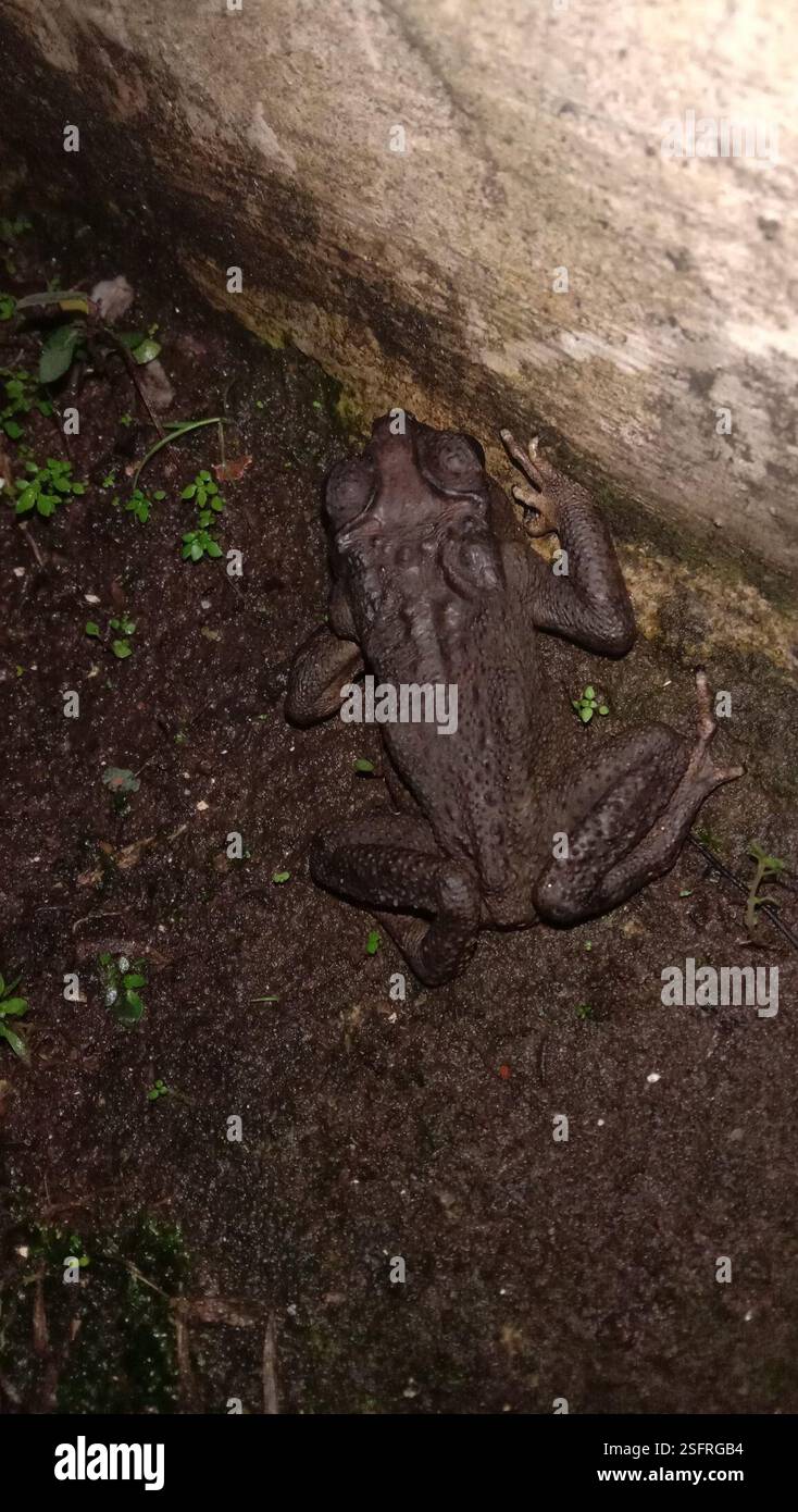 Rospo comune asiatico (Duttaphrynus melanostictus), Amphibia, X93V+3QP, Sekaran, Gunung Pati, Semarang City, Giava centrale 50229, Indonesia Foto Stock