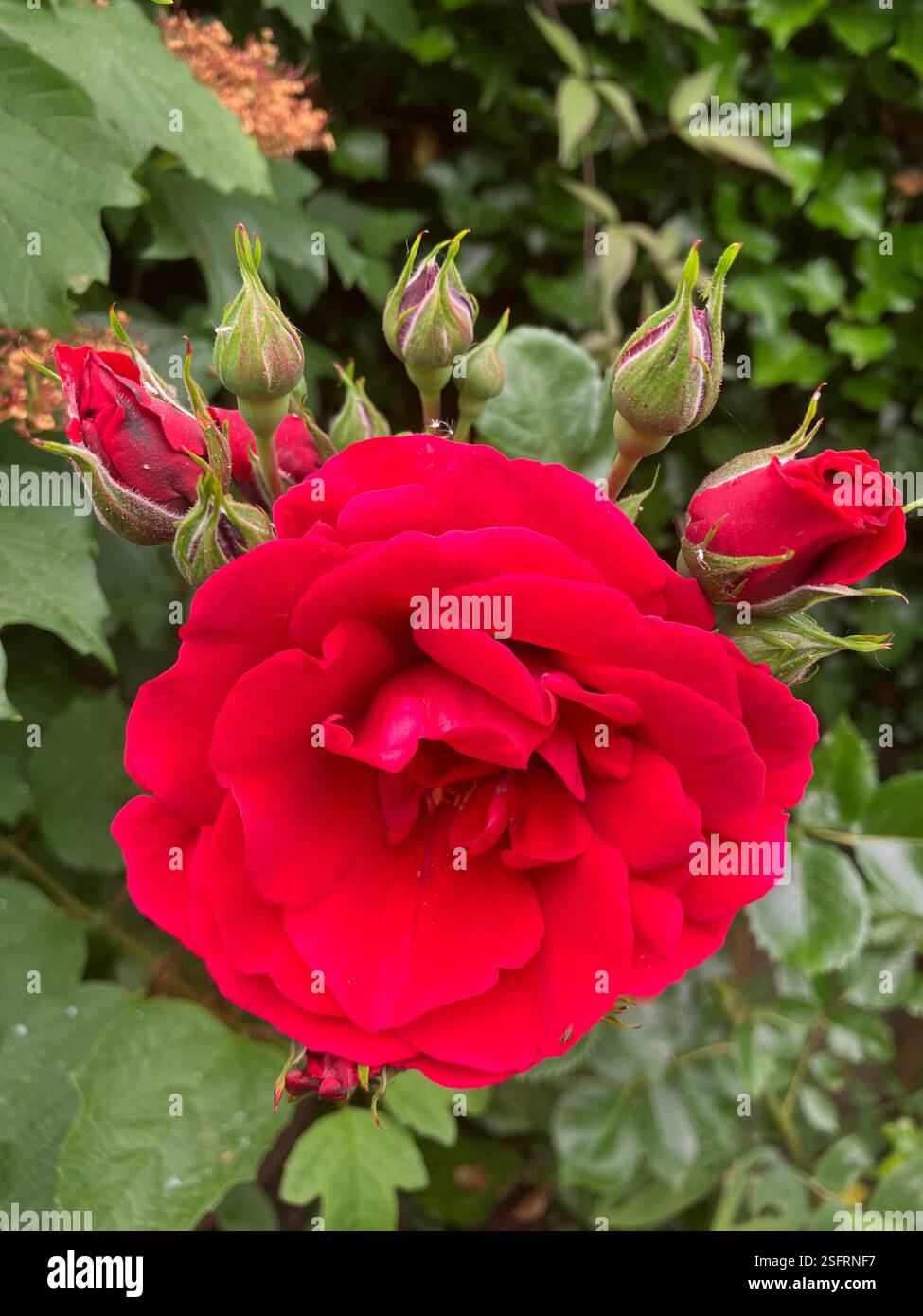 Rosso, Rosa Rossa - Immagine stock catturata con smartphone