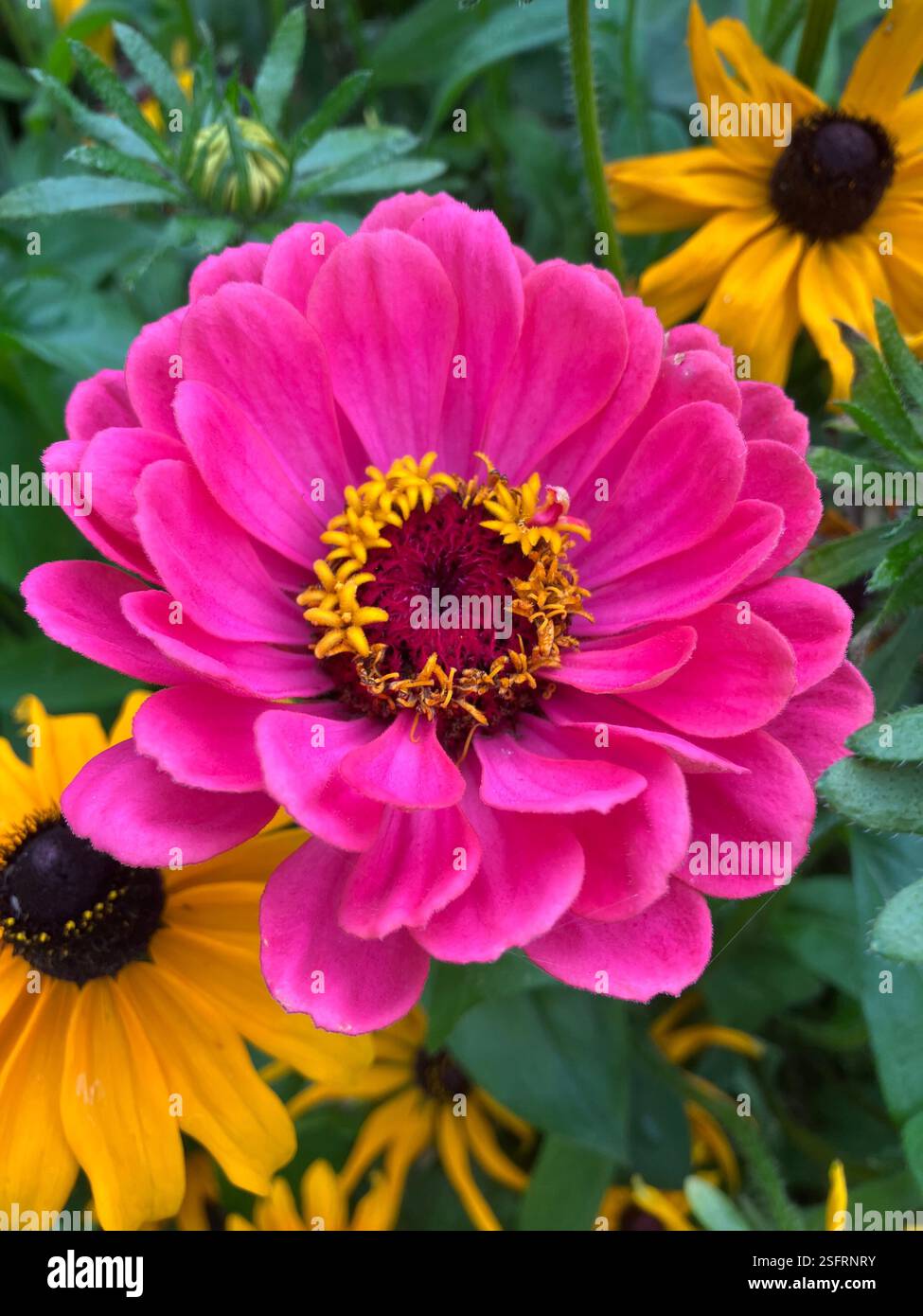 Zinnia - Immagine stock catturata con smartphone