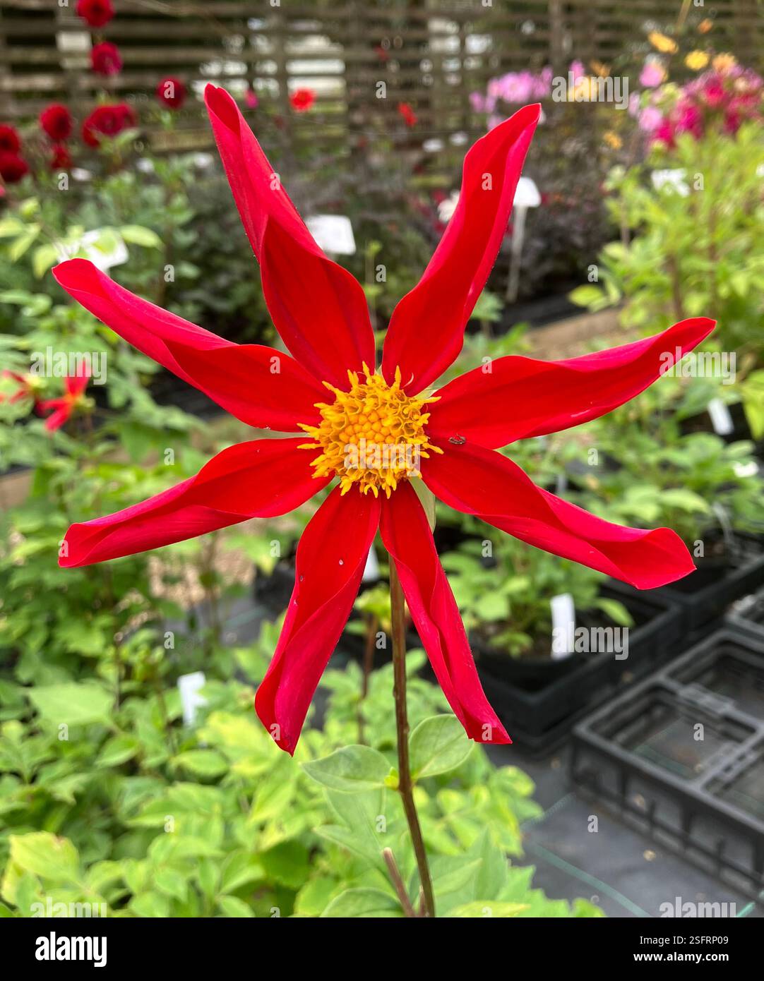 Dahlia nel giardino - Immagine stock catturata con smartphone